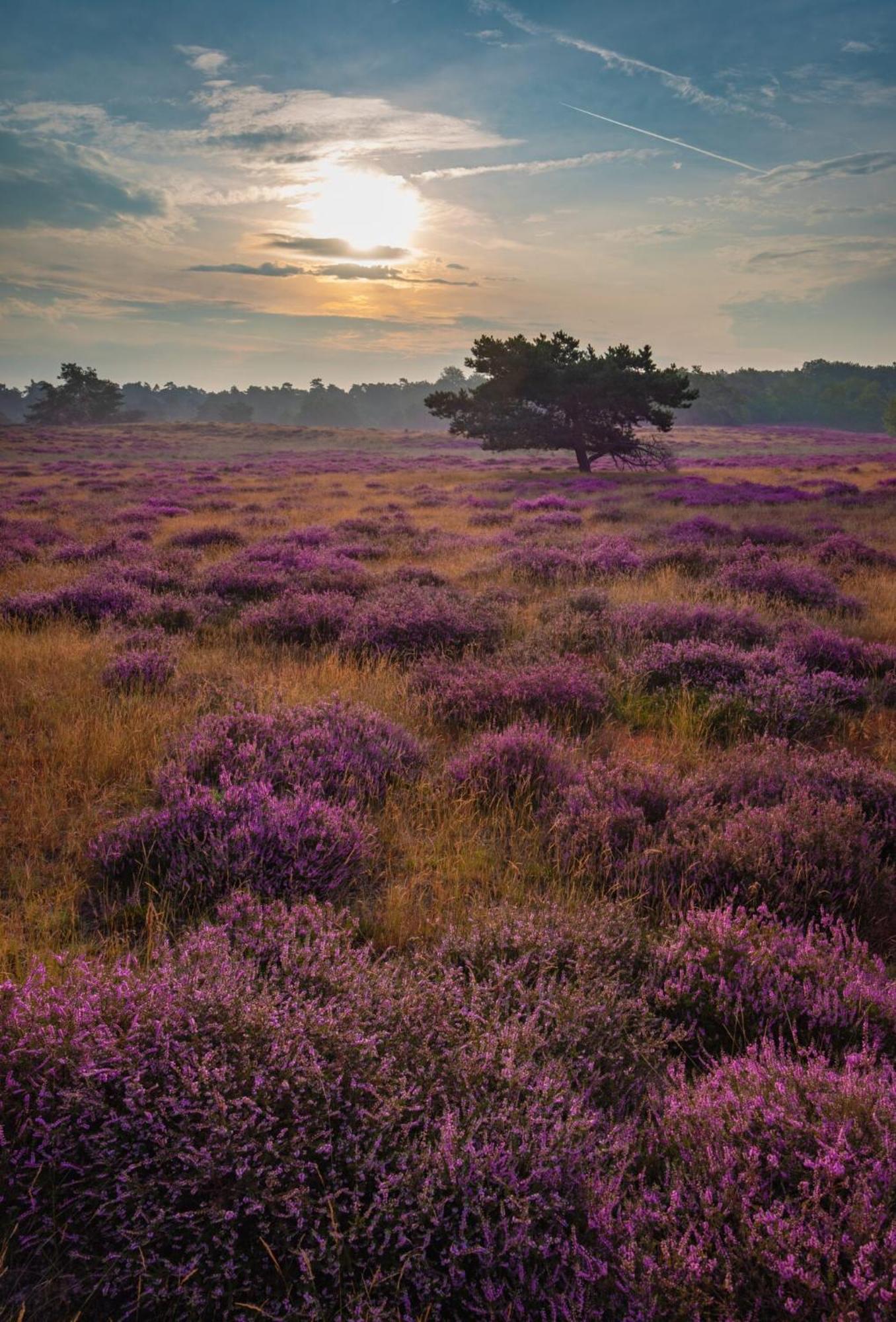 Vakantiehuis Vliegend Hert Veluwe Nunspeet Εξωτερικό φωτογραφία